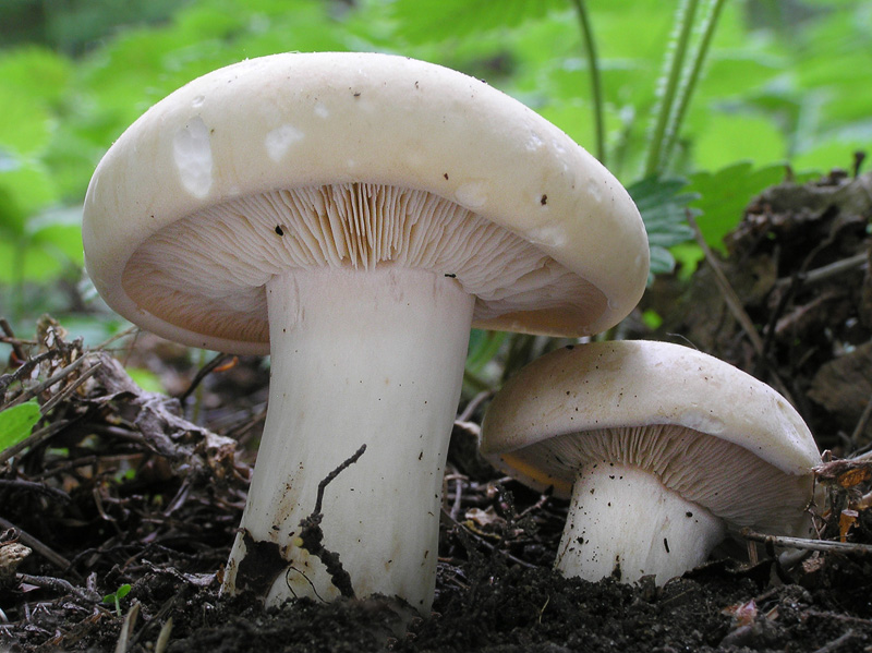 Calocybe gambosa